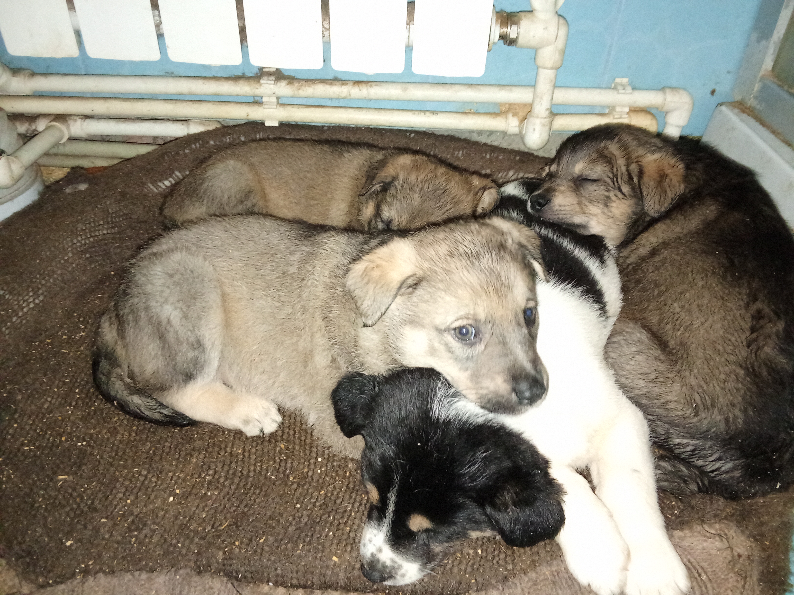 Акция по спасению щенков с Братского кладбища